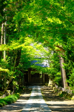 新緑の寿福寺参道