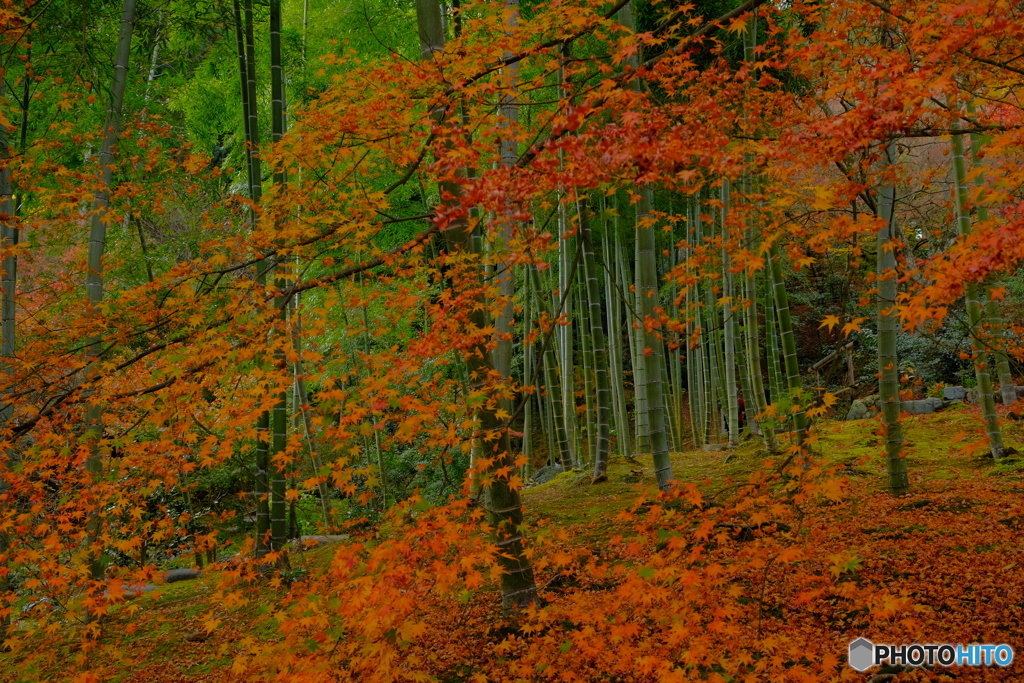 常寂光寺 竹林と紅葉