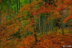 常寂光寺 竹林と紅葉