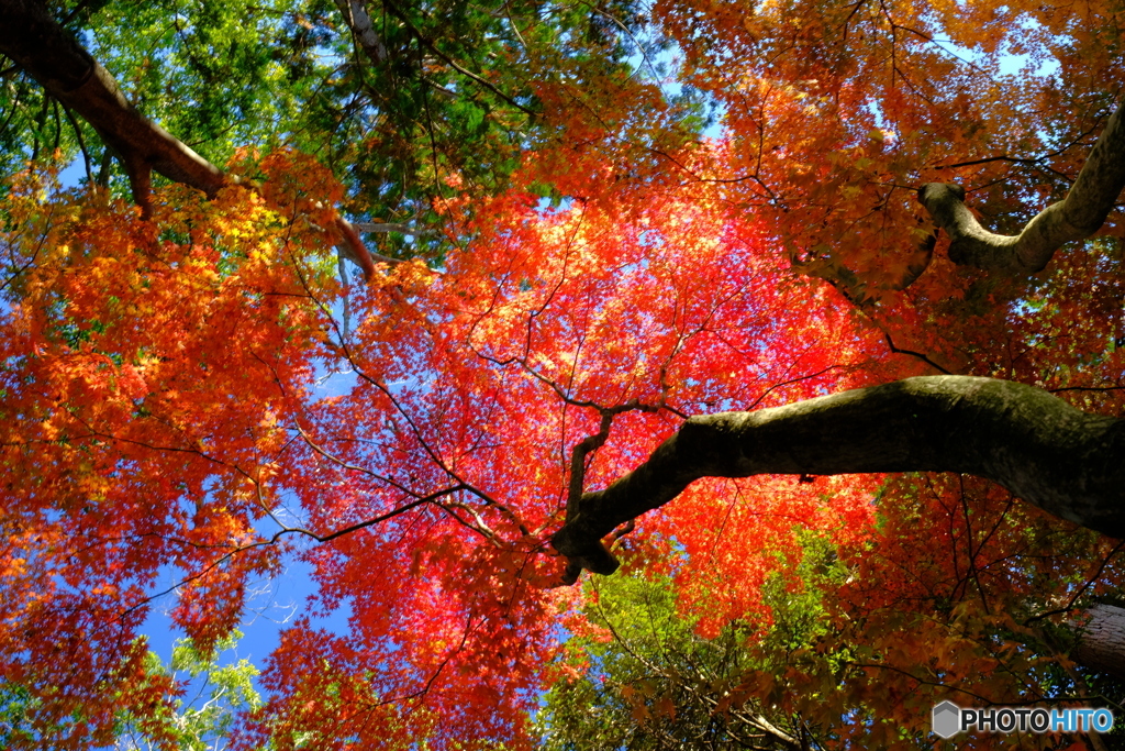 上を向いて歩紅葉