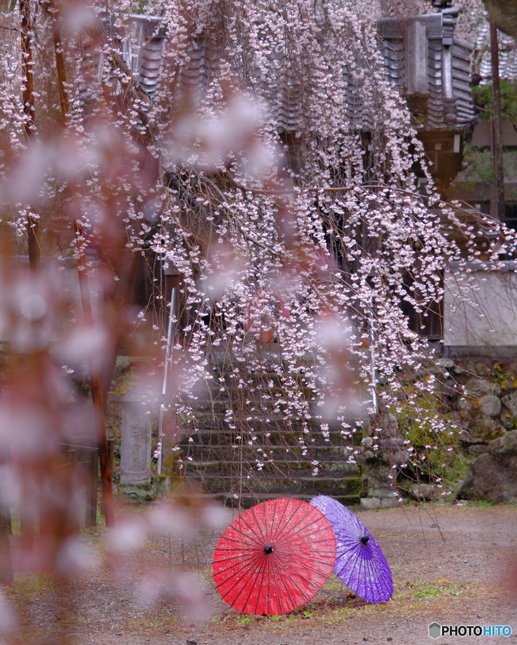 桜と和傘
