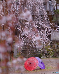 桜と和傘
