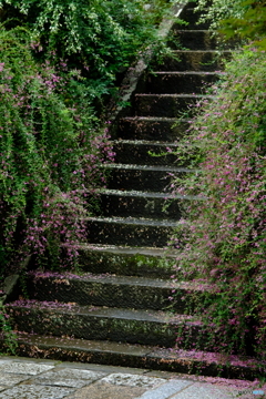 『萩』の咲く階段