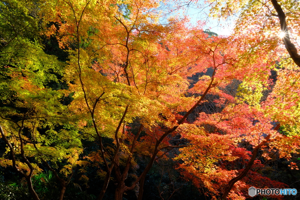 紅葉グラデーション