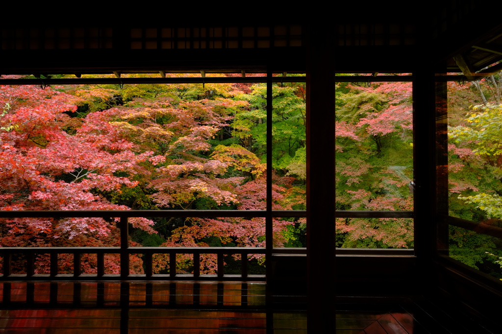 虹色紅葉