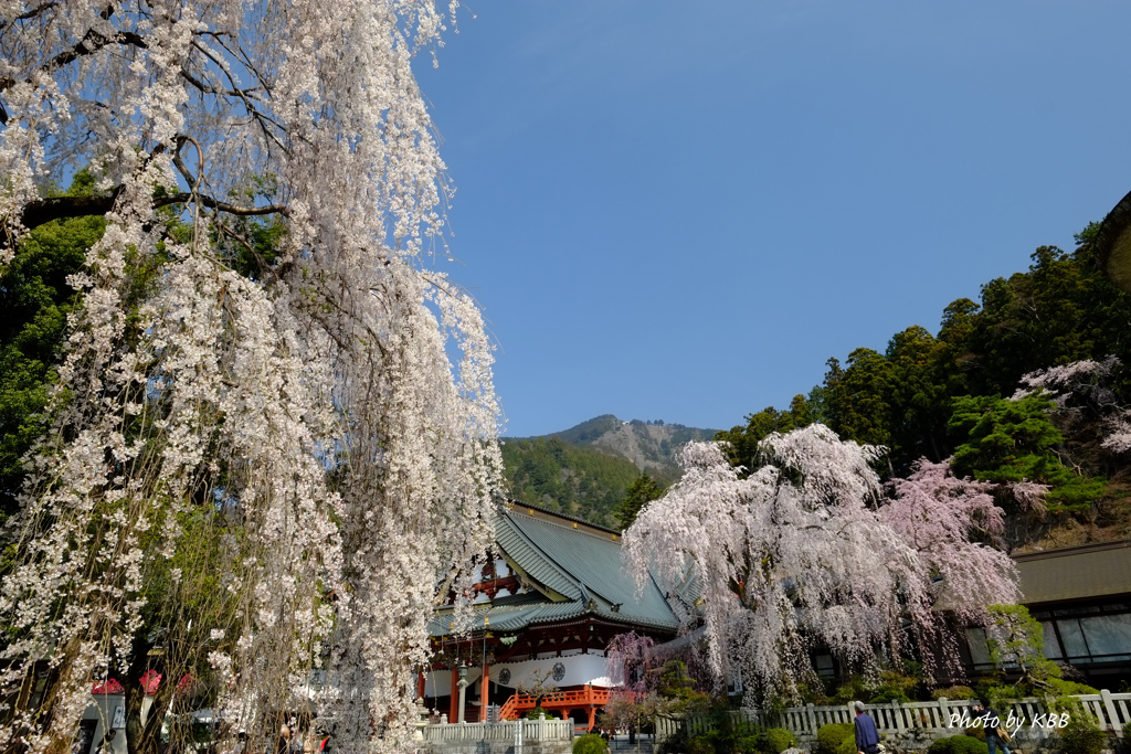 身延山・久遠寺のしだれ桜