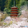長谷寺・五重塔