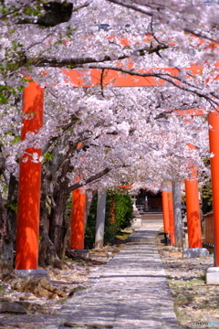 竹中稲荷神社「鳥居と桜」