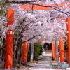 竹中稲荷神社「鳥居と桜」