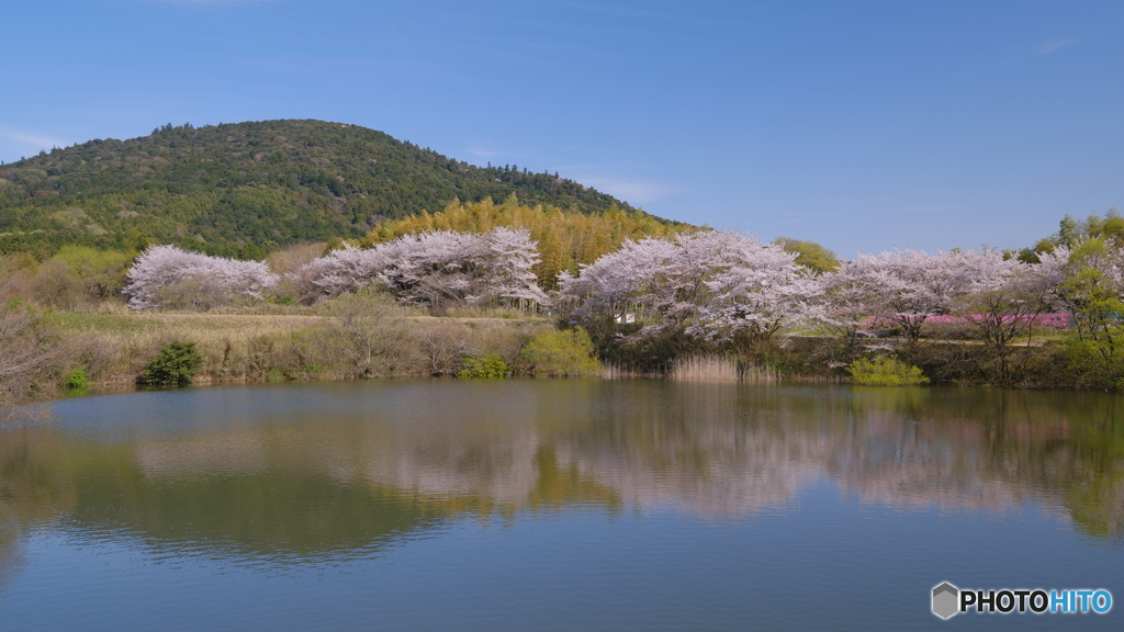 古道の桜