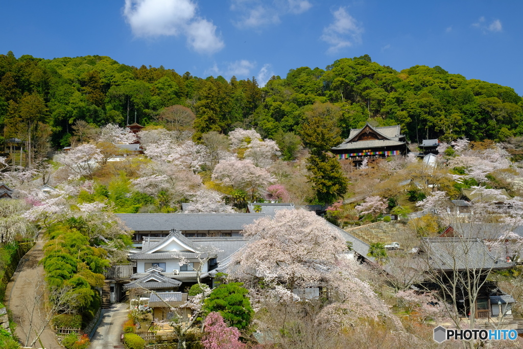 桜空間