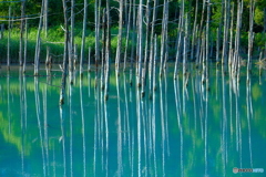 白金 青い池