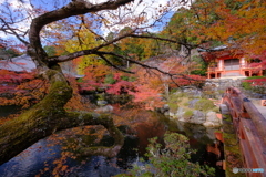 秋風吹く醍醐寺