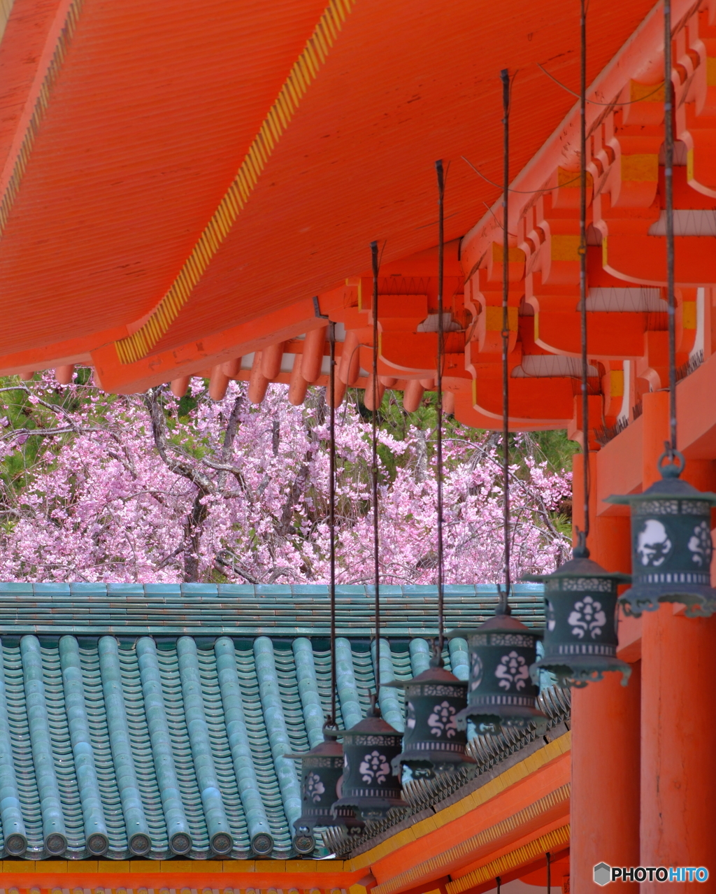 平安神宮・紅枝垂れ桜
