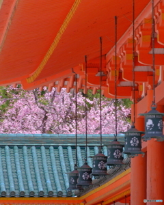 平安神宮・紅枝垂れ桜
