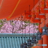 平安神宮・紅枝垂れ桜