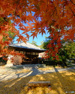 赤天井と黄色絨毯