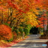 紅葉ロード