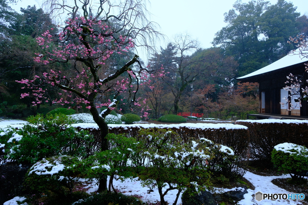 雪上がりに