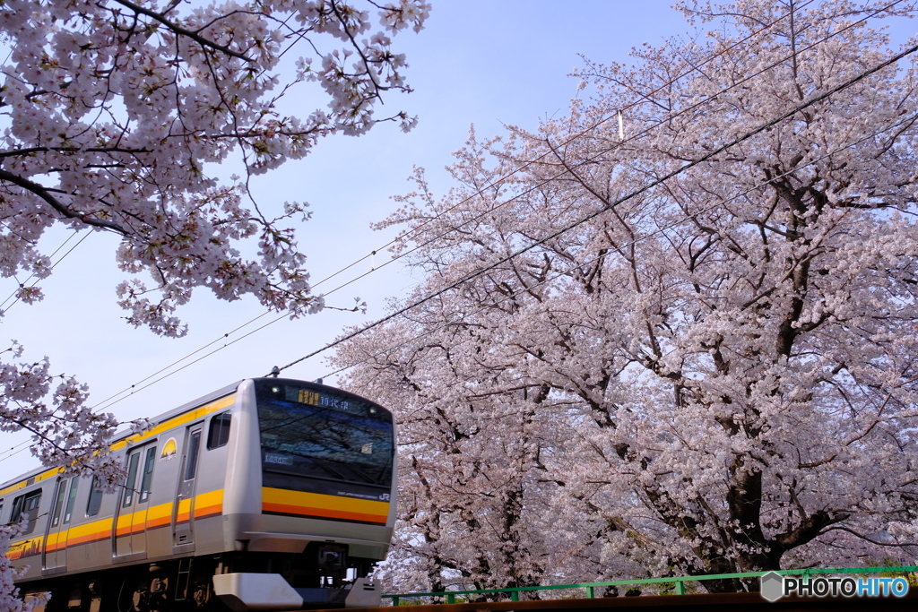 桜と南武線