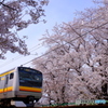 桜と南武線