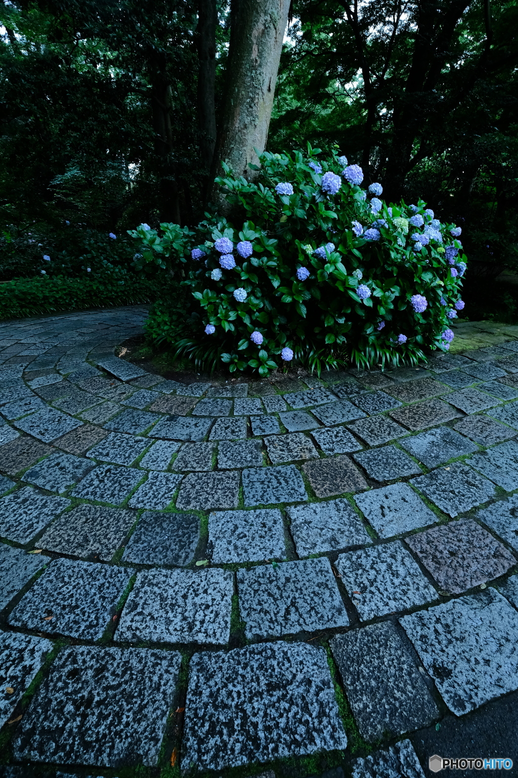 雨情の石畳