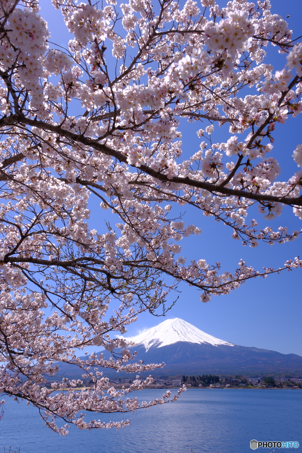 日本の春