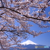 日本の春