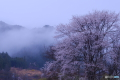 雨霧、雨桜、