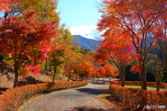 秋風吹く紅葉道