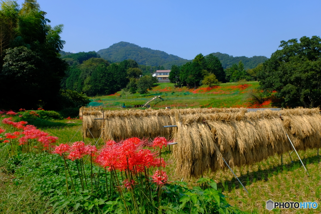 里山の彼岸花