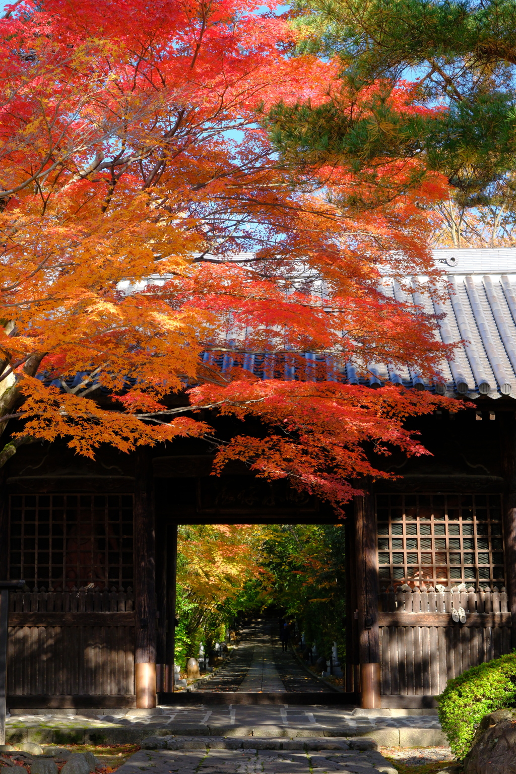 仙台 輪王寺 色付く山門