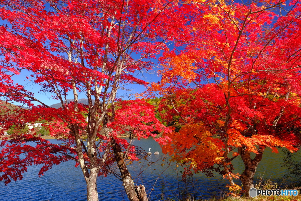 湖畔の紅葉