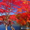湖畔の紅葉