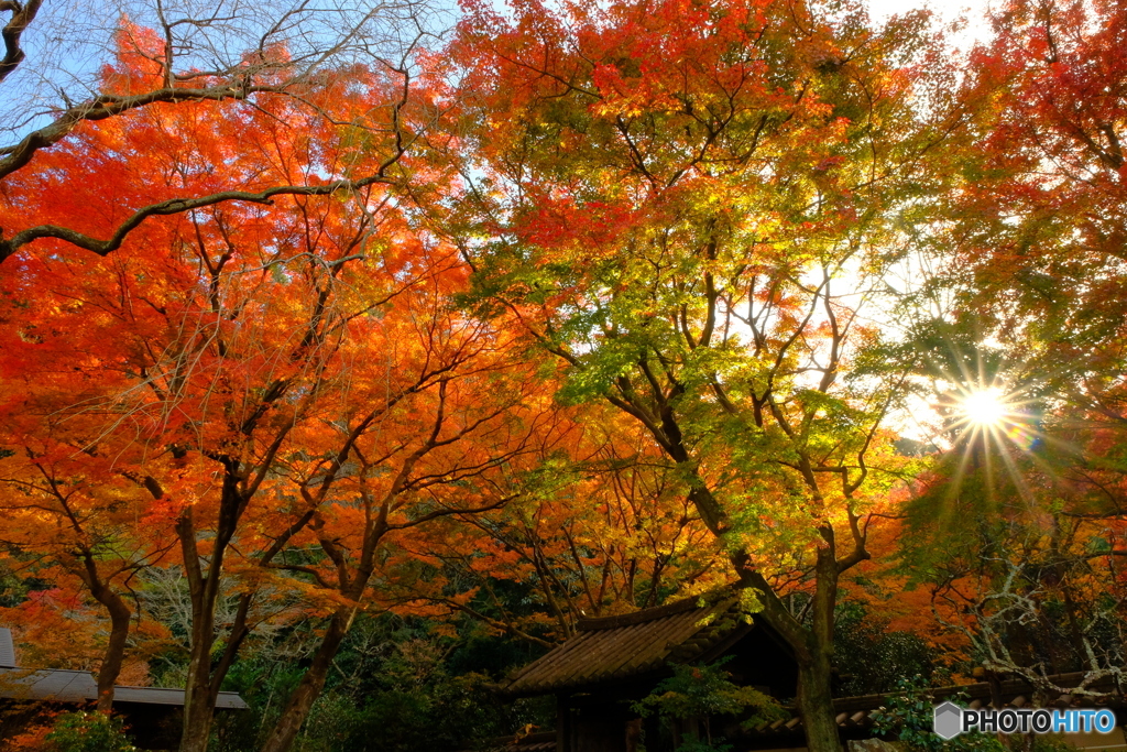 紅葉前線の終着寺