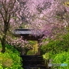 復活の桜、明月院。