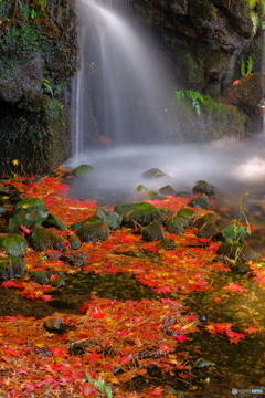 水辺の秋景