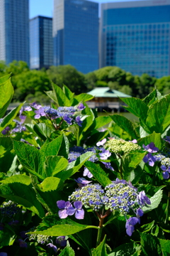 浜離宮の紫陽花