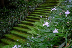 著莪と苔の階段