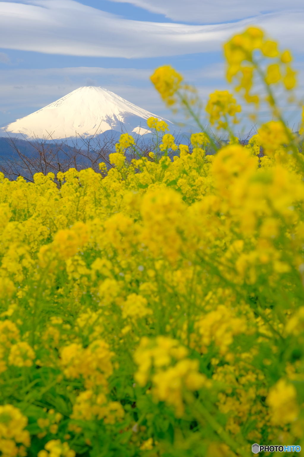 咲き誇る吾妻山