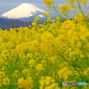 咲き誇る吾妻山