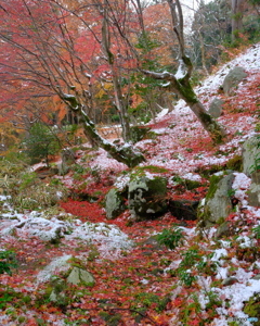 雪と紅葉の百済寺