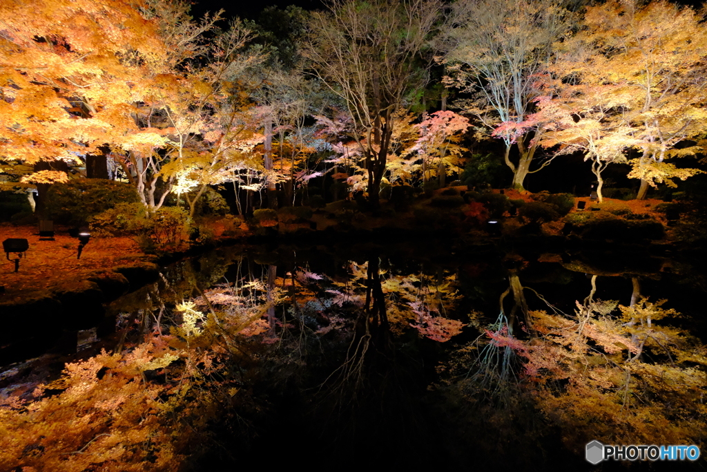 心字池～ライトアップver～