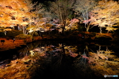 心字池～ライトアップver～