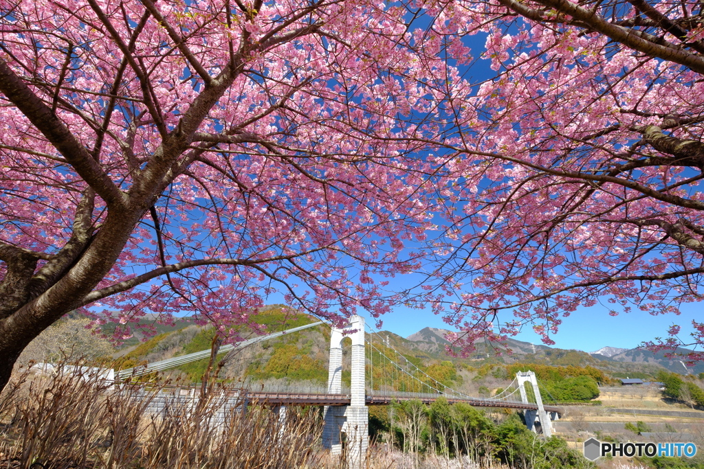 おかめ桜