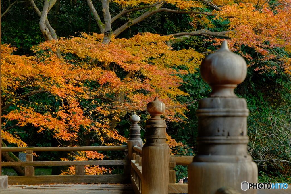2020年最後の紅葉