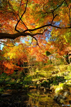 殿ヶ谷戸庭園