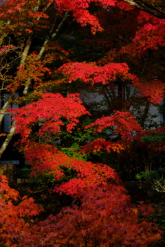 天授庵 紅葉③