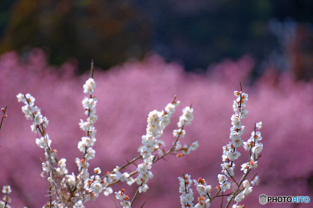 河津桜を背景に。