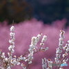 河津桜を背景に。